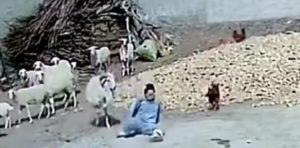 Viral video: Sheep attacks woman to save a chicken