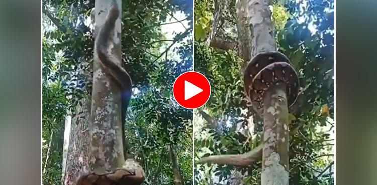 Viral video: Python uses fascinating technique to climb tree