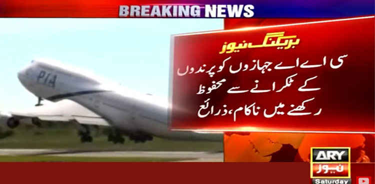 PIA planes escape dangerous accidents after hitting birds