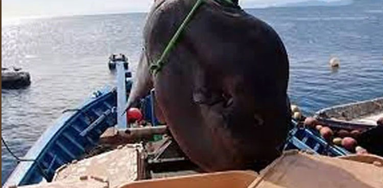 Gwadar: Fishermen catch rare 'Sun Fish', weighing over 2 ton