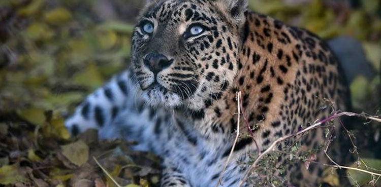 Margalla hills: Saidpur on high alert after three leopards enter village