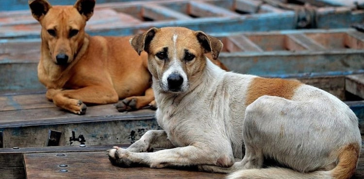 Pakistan reports significant rise in dog bite cases