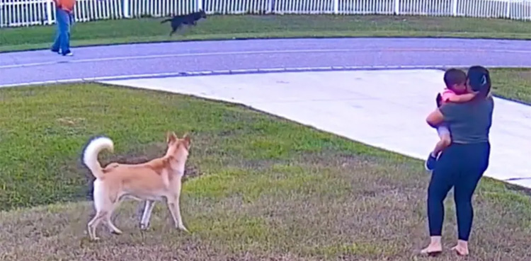 Viral video: Dog saves minor boy from neighbor's dog