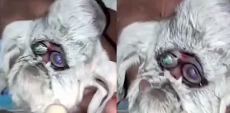Video: Goat born with human face, takes the internet by storm