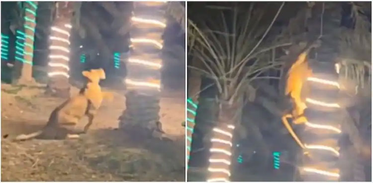 WATCH: Lioness enters a party, climbs a tree to attack guests