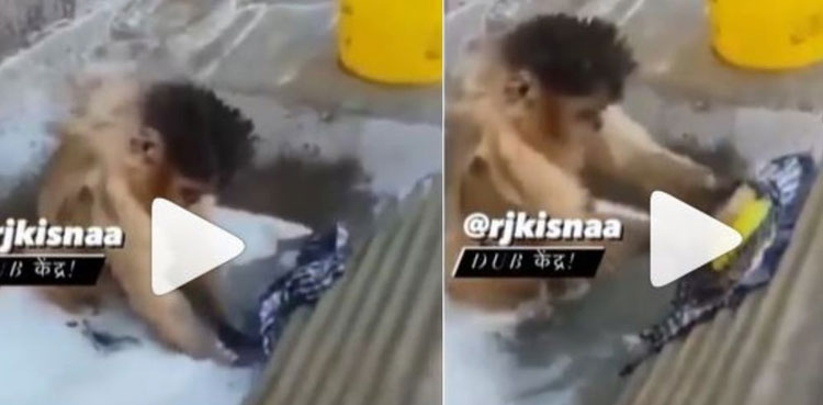 Monkey washes clothes like dhobhi, video goes viral