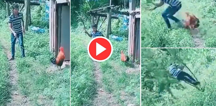 Man runs like chicken as rooster chases him, video goes viral