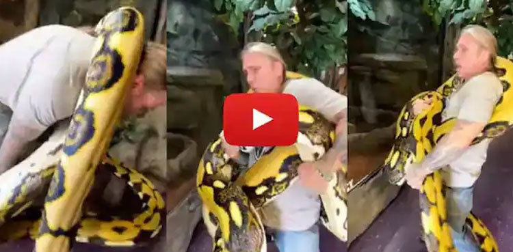 20-foot-long python squeezes handler, video goes viral