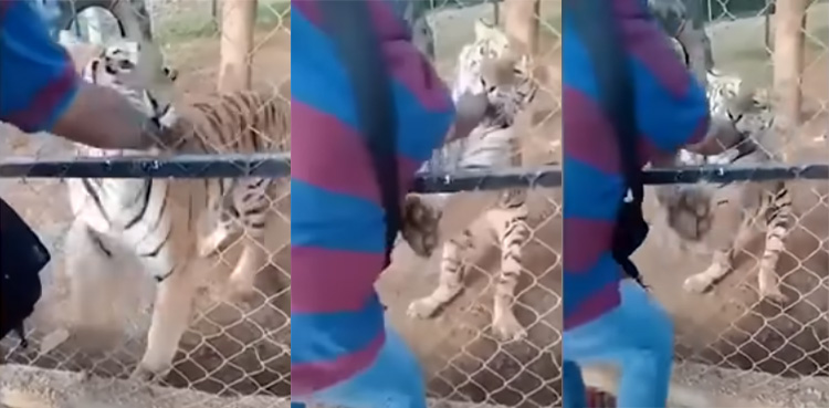 Viral video: Tiger bites woman's hand after she tries to pet him