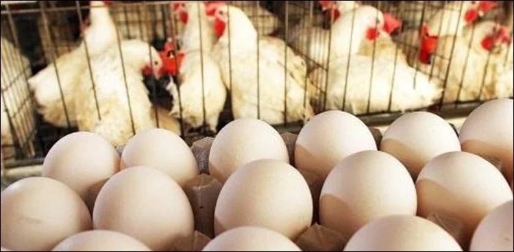 Chicken and egg prices likely to surge after soybean meal shortage
