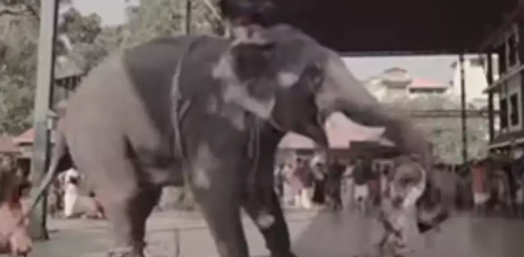 Elephant holds groom upside down, video goes viral