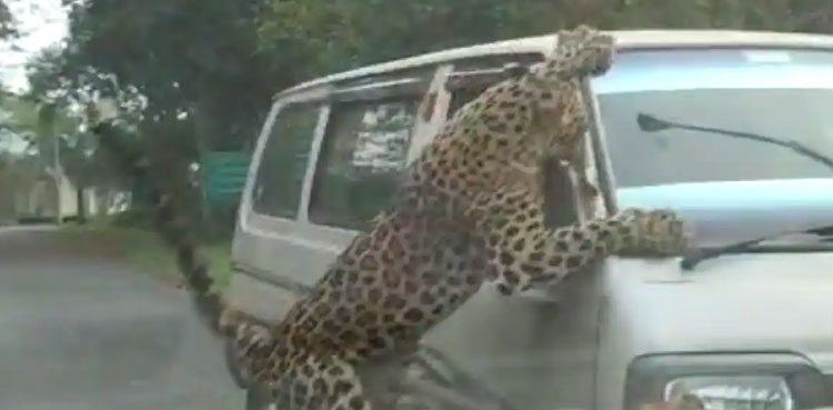 Watch: Leopard causes chaos on Assam campus, injures 15
