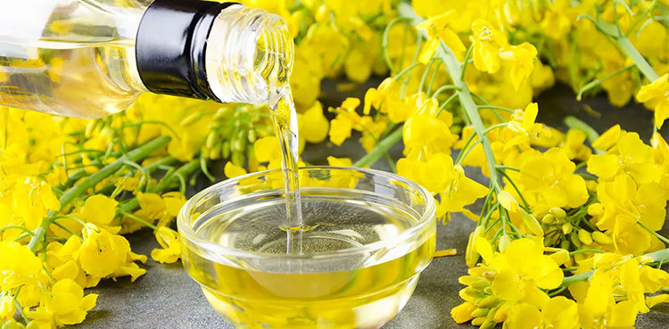 India to harvest record wheat, rapeseed crop in 2023