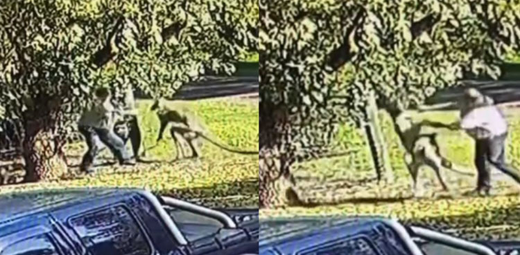 Man gets attacked by muscular kangaroo, brawl lasts for 6 minutes