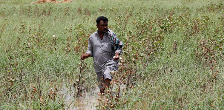 Farmers who lost crops in Pakistan floods struggle without compensation