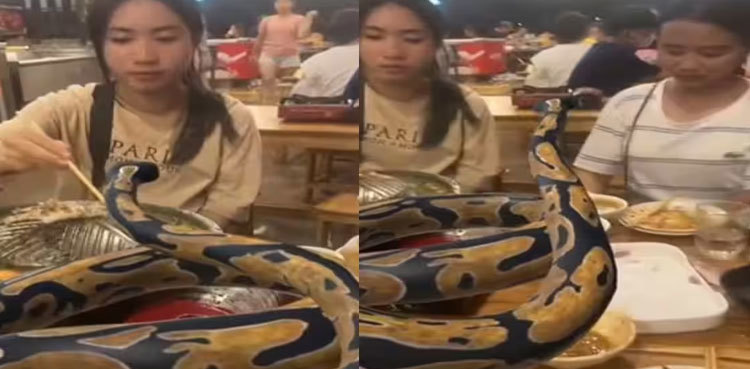 Video: Women dine with python, see what happens next
