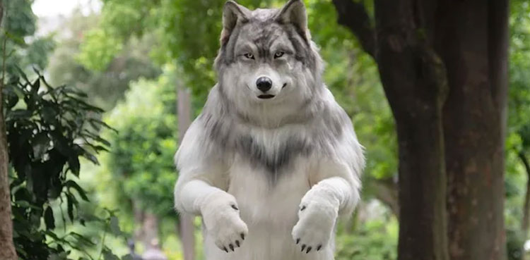 Japanese man spends Rs5.1m to look like wolf