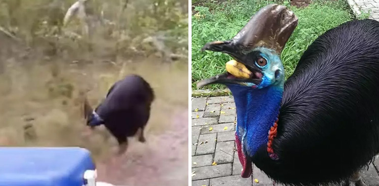 Scared gamekeeper chased by 'world's deadliest bird'