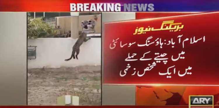 Leopard attacks man in private housing society in Islamabad