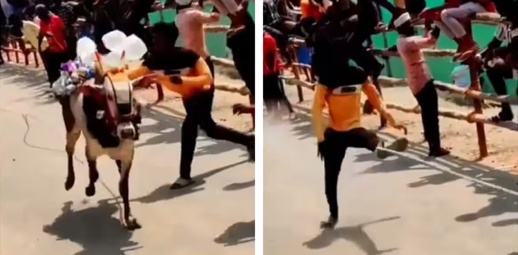 Man served instant karma after hitting bull without reason