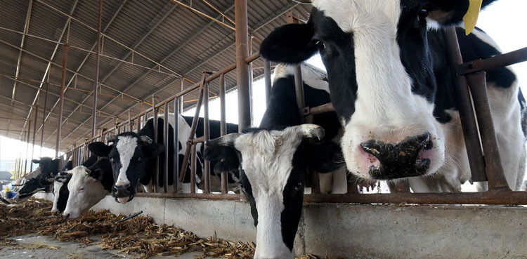 Super cows producing 18 tonnes of milk cloned in China