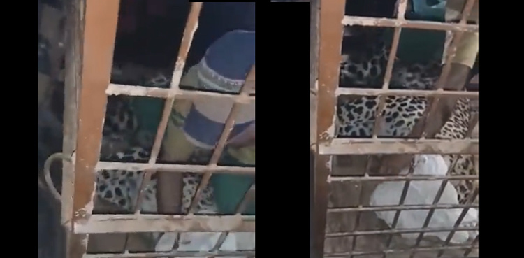 Video: Leopard rescued from Islamabad housing society