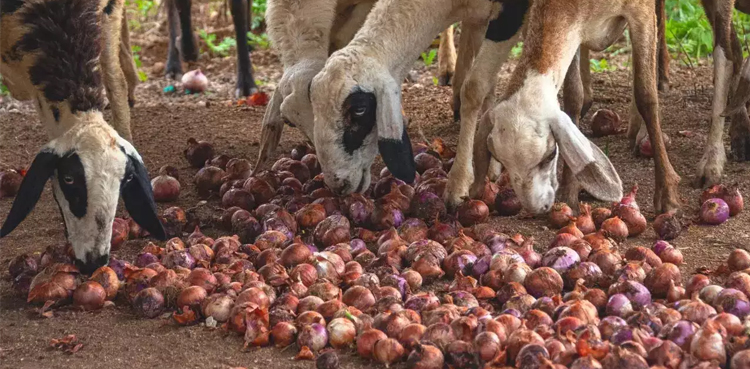 Indian farmer earns Rs2 after travelling 70 km to sell 512 kg onions