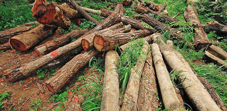 LHC bans tree felling to curb smog