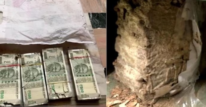 Termites eat notes worth Rs 6.9 lac inside bank locker