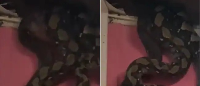 Viral video: Giant snakes fall through ceiling in Malaysia