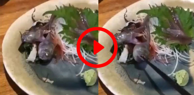 Raw fish served at restaurant comes alive, video goes viral
