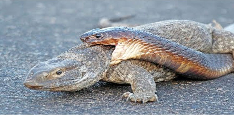 Viral video: King cobra tries to hunt monitor lizard