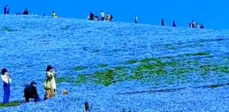 ‘Blue Sky On Earth’: Japan’s Majestic Valley Of Flowers