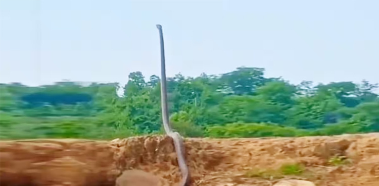 Watch: King Cobra standing as Tall as Tree
