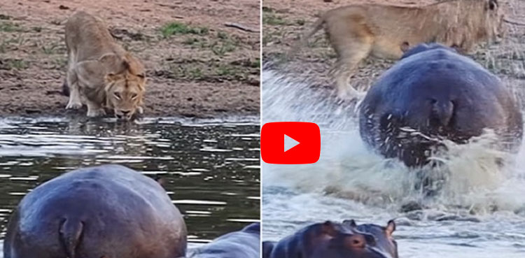 Viral video: Angry hippo scares away lion drinking water