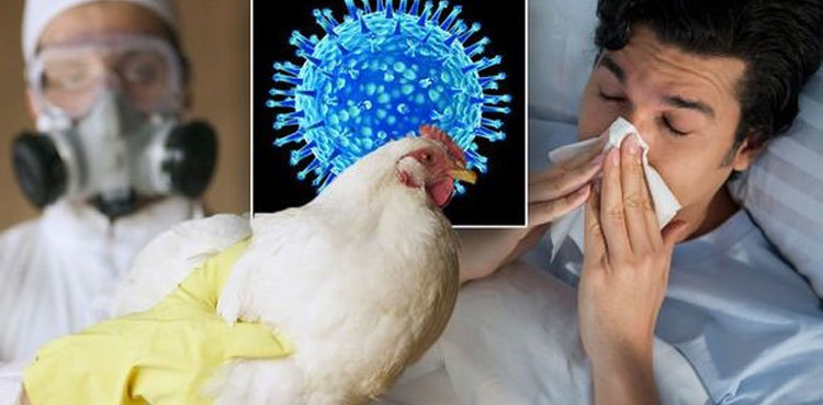Canada reports first case of bird flu in a person