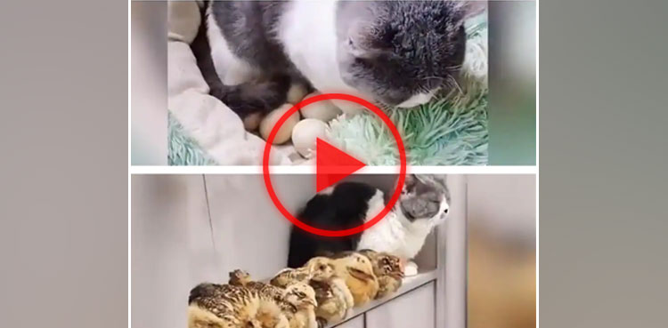 VIRAL: Cat hatches eggs, feeds chicks like mother