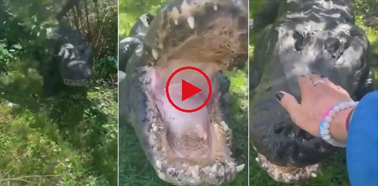 Amusing video: Woman pats angry crocodile on head; it calms down