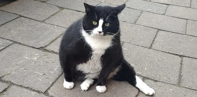 Gacek: Kim Kardashian of the cat world