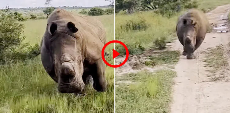Watch: Rhino charges at tourist jeep, chases it for over kilometre