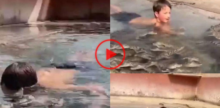 Horrific video: Little boy swims in crocodile-infested swimming pool