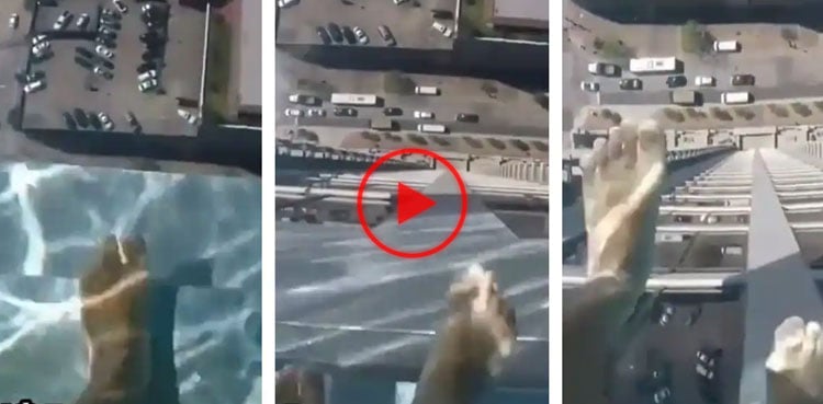 Man walks on high rise "transparent" swimming pool, terrifying video goes viral