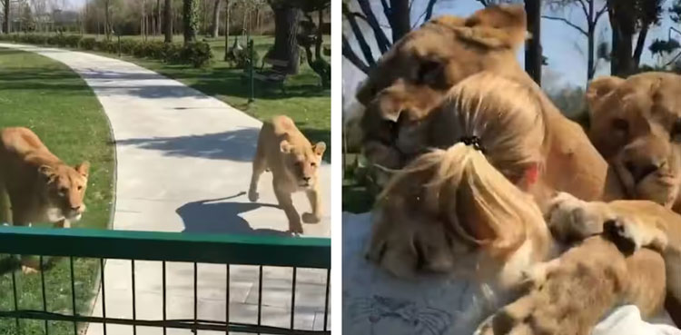 VIDEO: Lionesses act like babies when reunited with their human mother