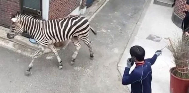 WATCH: Zebra enters neighbourhood after escaping zoo