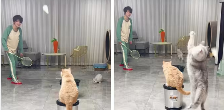 VIDEO: Cats play badminton with human friend