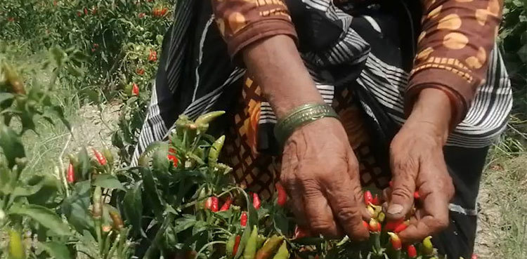 In Sindh’s Kunri, women toil with health risks in chilli fields
