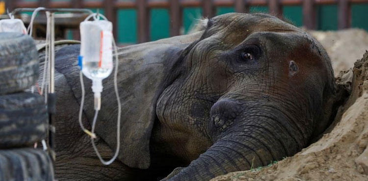 Post-mortem report reveals elephant Noor Jehan's legs were broken