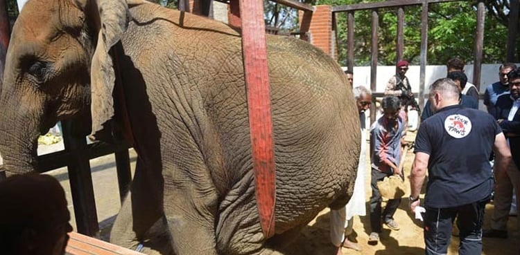 Noor Jahan elephant on path to recovery