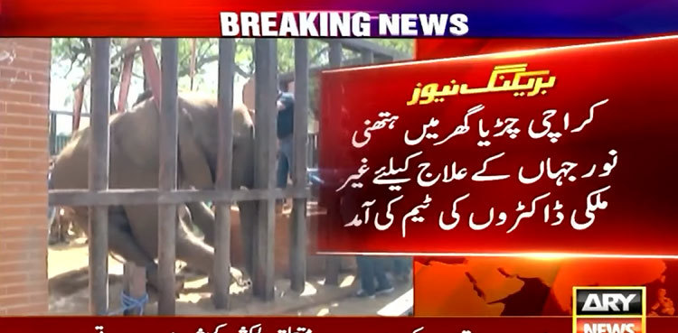 Foreign doctors reach Karachi to treat ailing elephant Noor Jehan