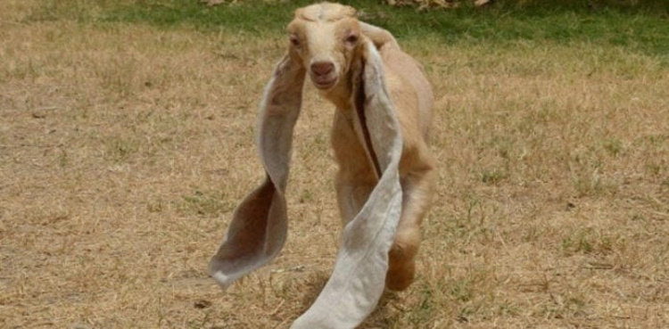 Long-eared baby goat Simba dies in Pakistan
